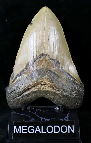 Huge Megalodon Tooth - North Carolina #20790